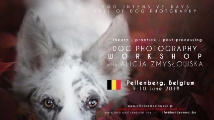Dog Photography Workshop Belgium 2018 June